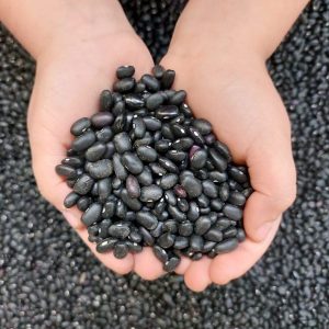 Poroto negro orgánico a granel El Manzano